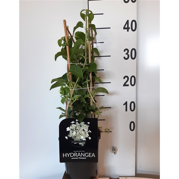 Hydrangea anomala Petiolaris 17Ø 30cm