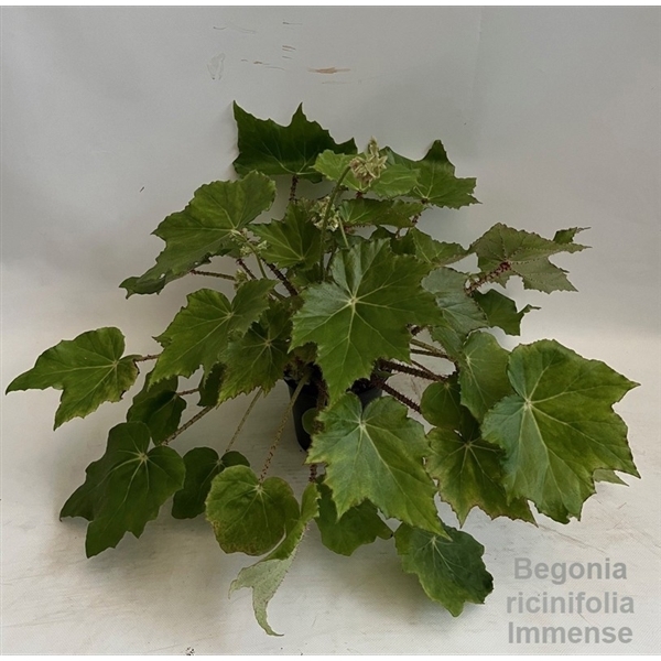 Begonia leaf Immense 14Ø 45cm