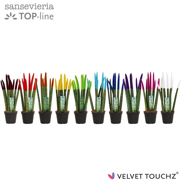 Sansevieria Spaghetti Velvet Touchz mix 8,5Ø 30cm