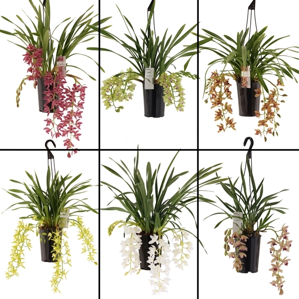 Cymbidium mix Cascade EXTRA 14Ø 60cm 3st