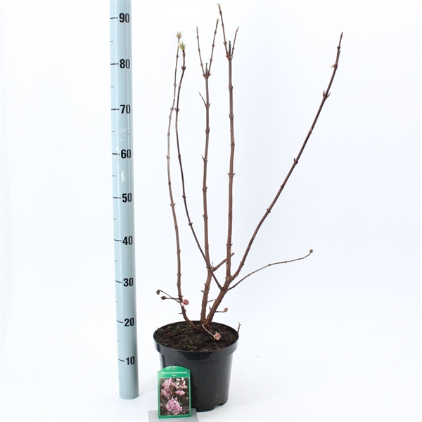 Viburnum bodnantense Dawn 23Ø 80cm