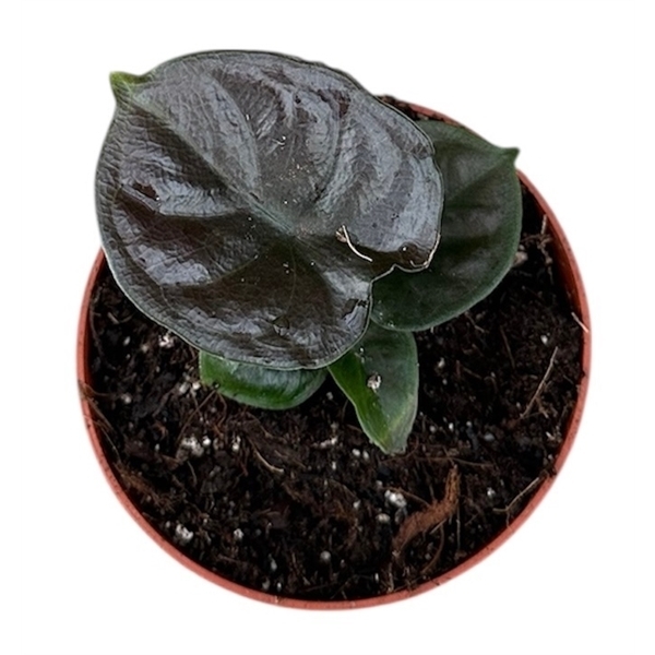 Alocasia infernalis Black Magic 8Ø 12cm 1pp