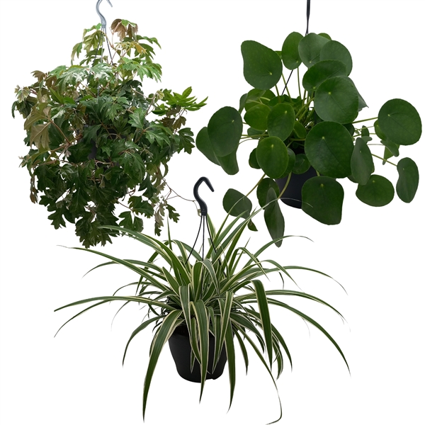 Plantmix royal 19Ø 50cm