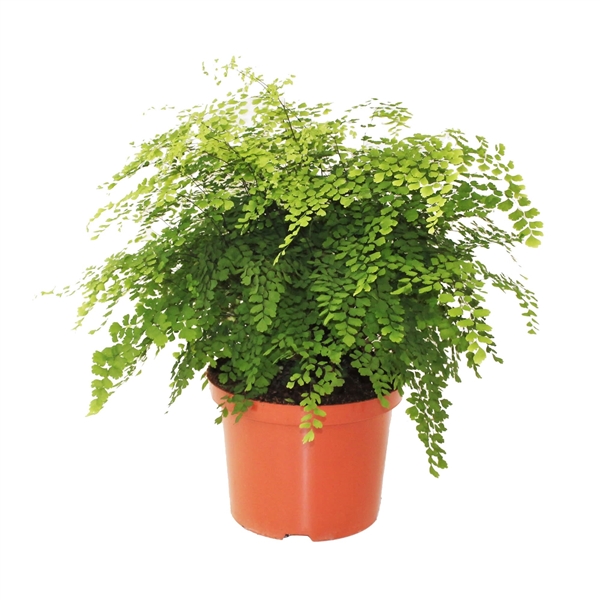 Adiantum raddianum Fragrans 24Ø 50cm