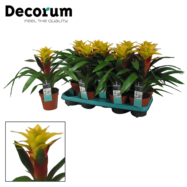 Guzmania Fancy Yellow-Red 13Ø 40cm