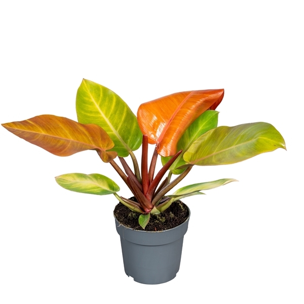 Philodendron Prince of Orange 14Ø 25cm