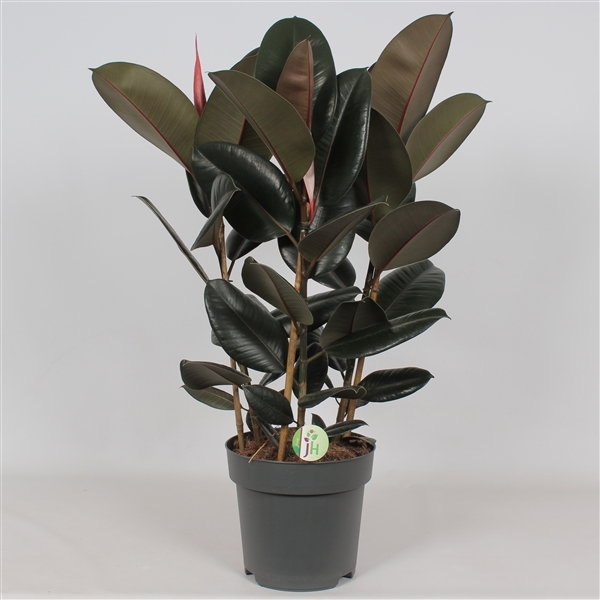 Ficus elastica Abidjan 27Ø 95cm 3pp