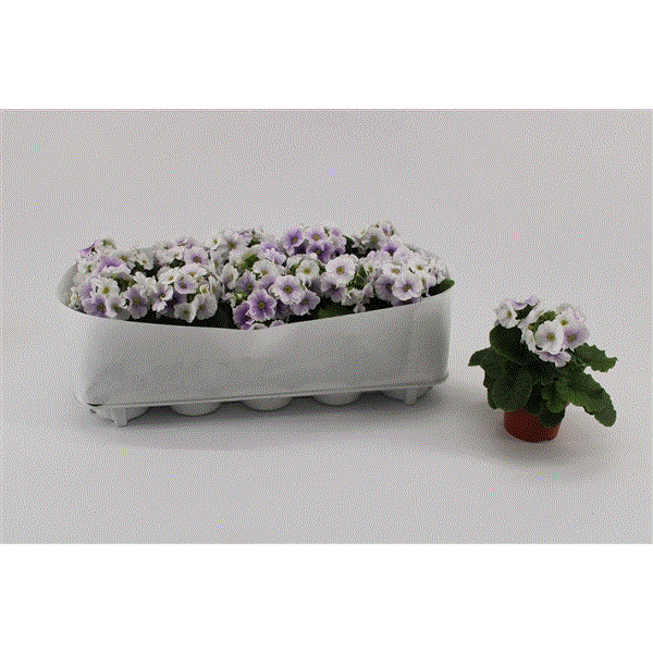 Primula obconica Sweet Kisses Amore Blue White 10,5Ø 23cm