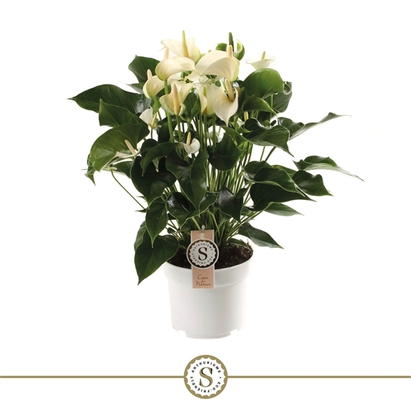 Anthurium Andreanum White Champion 17Ø 60cm 7fl