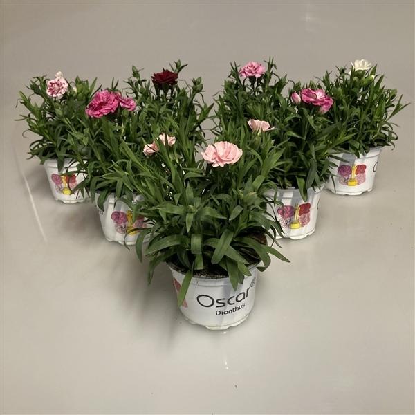 Dianthus Hybr. Oscar mix 10,5Ø 20cm