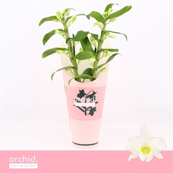 Dendrobium Nobile Apollon potcover 12Ø 40cm 2st 35fl