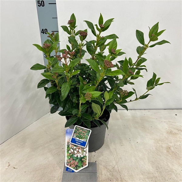 Viburnum tinus 17Ø 35cm