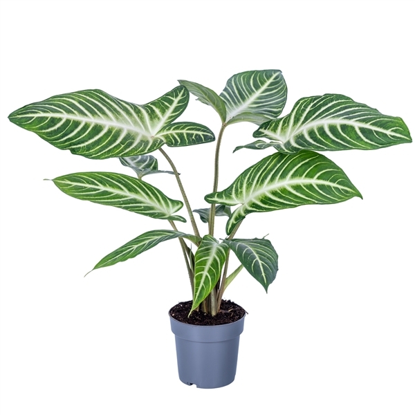 Xanthosoma Lindenii 14Ø 65cm