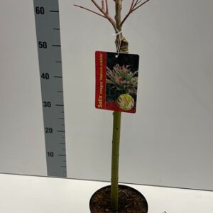Salix integra Hakuro Nishiki 40cm stem 17Ø 70cm