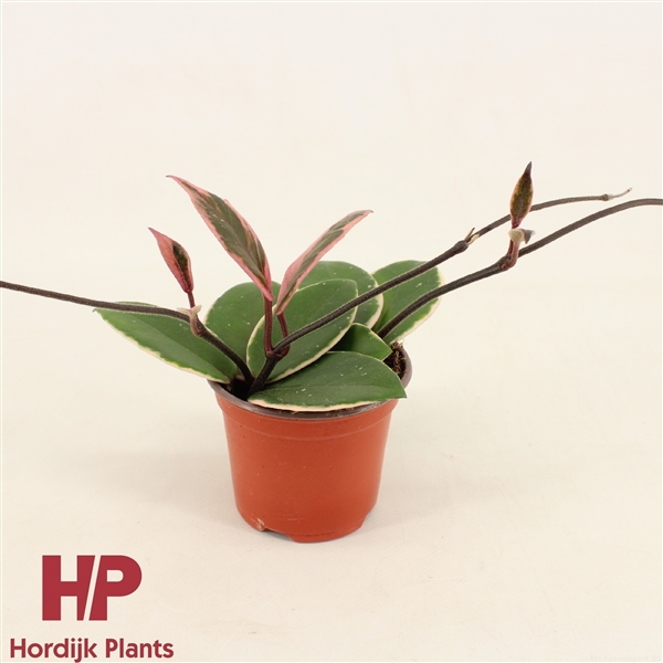 Hoya carnosa Floraganza Flamingo Dream 9Ø 16cm