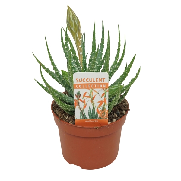 Aloe Humilis + flower (Cites) 10,5Ø 25cm