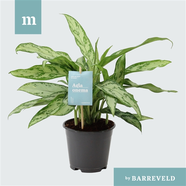 Aglaonema Silver Queen Compact 14Ø 40cm 5pp