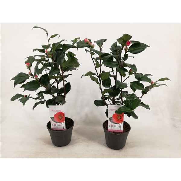 Camellia Japonica Dr. King 15Ø 50cm 5fl