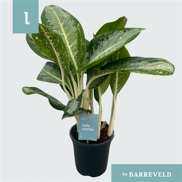 Aglaonema Anouk 17Ø 60cm 3pp