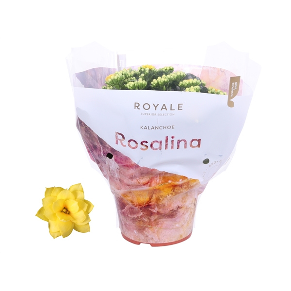 Kalanchoe cal Royal Yellow 15Ø 27cm