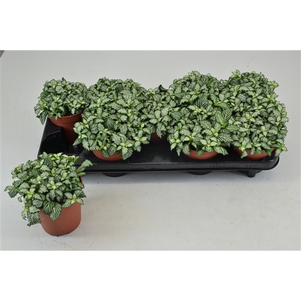 Fittonia Mosaic White Tiger 12Ø 20cm