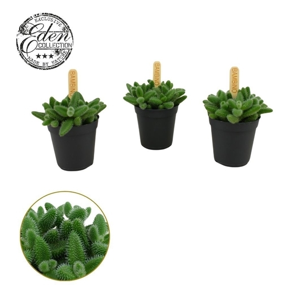 Delosperma echinatum 5,5Ø 10cm