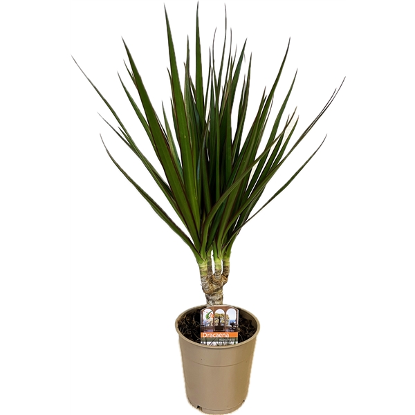 Dracaena Marginata 12Ø 50cm 1pp