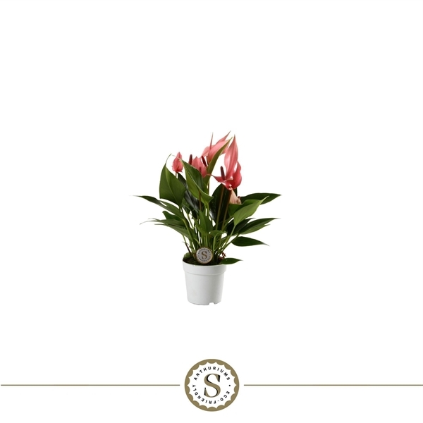Anthurium Lilli 7Ø 25cm 4fl