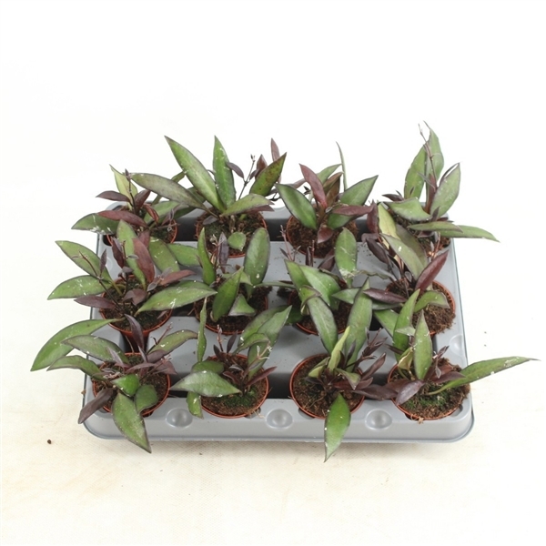 Hoya Red Maroon 6Ø