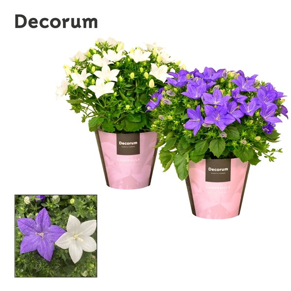 Campanula mixed white/blue 11Ø 20cm