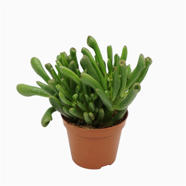Crassula ovata Gollum 8,5Ø 10cm