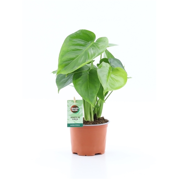 Monstera deliciosa 12Ø 40cm 2pp