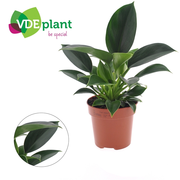 Philodendron Green Princess 12Ø 25cm