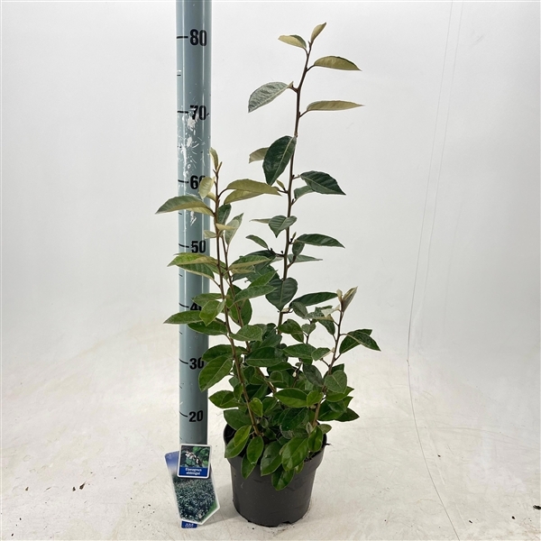 Elaeagnus ebbingei 19Ø 60cm