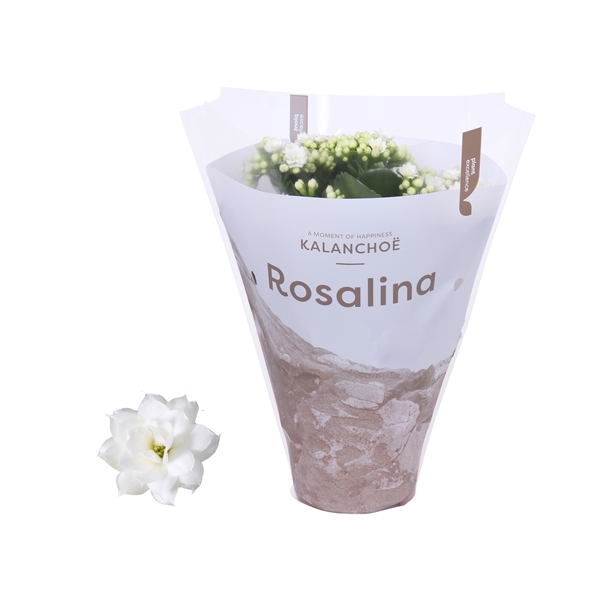 Kalanchoe Rosalina Don Dione TsT 12Ø 27cm