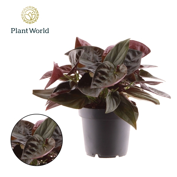 Syngonium Red Arrow 12Ø 25cm