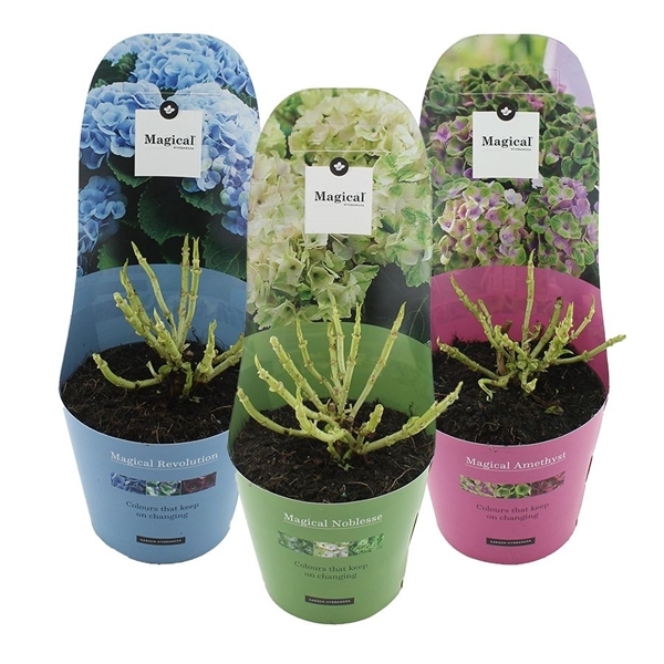 Hydrangea mac Magical mix potcover 17Ø 30cm 997fl