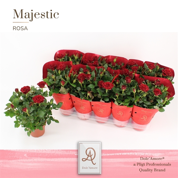Rosa Red Dolc'Amore 12Ø 29cm
