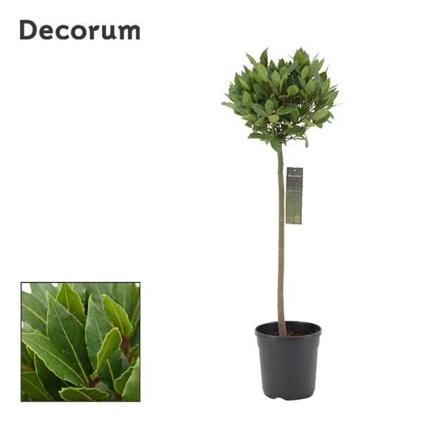 Laurus Nobilis ball on stem 20Ø 90cm 25Ø