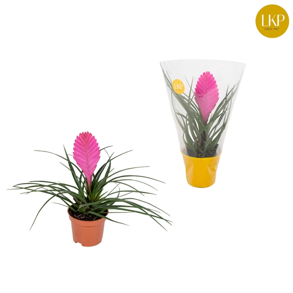 Tillandsia cyanea Vincent 9Ø 30cm