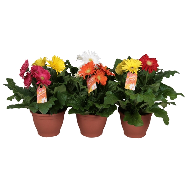 Gerbera mix duo in pot 17Ø 25cm 3fl