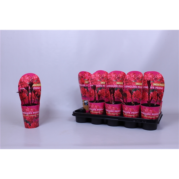Paeonia Longlife red 12Ø 35cm