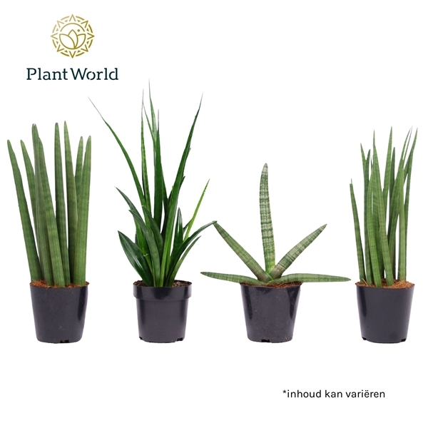 Sansevieria Cylindrica mix 12Ø 38cm