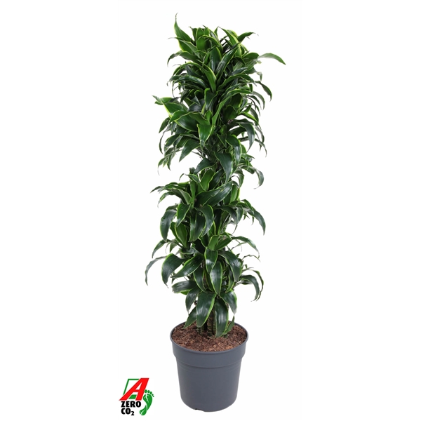Dracaena Dorado branched 34Ø 170cm 1pp