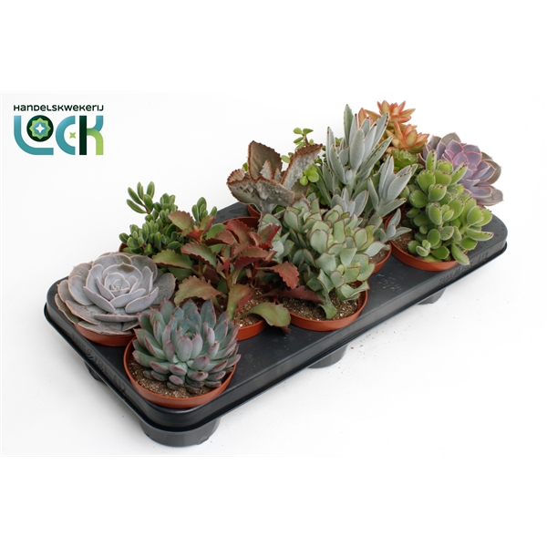 Succulent mix 10,5Ø 15cm