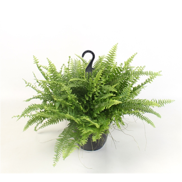 Nephrolepis ex.  green Moment 19Ø 50cm