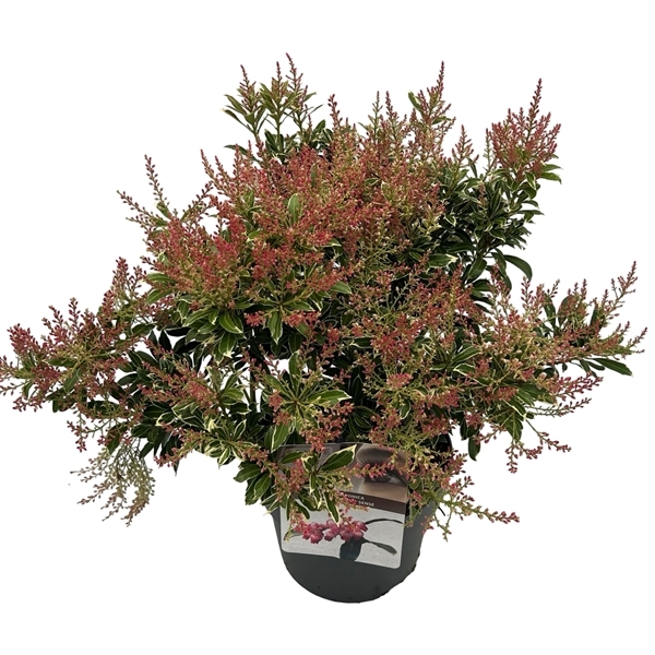 Pieris japonica Polar Passion 19Ø 40cm