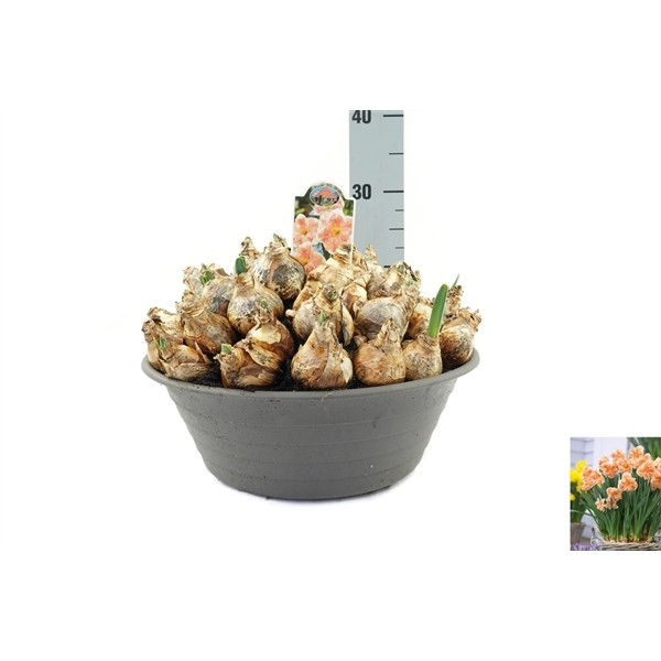 Narcissus Apricot Whirl 35Ø 35cm
