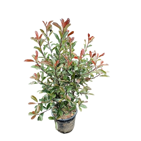 Photinia Pink Marble 40Ø 150cm