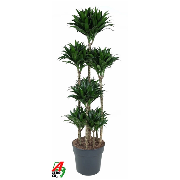 Dracaena fragrans Compacta carrousel 34Ø 170cm 8pp